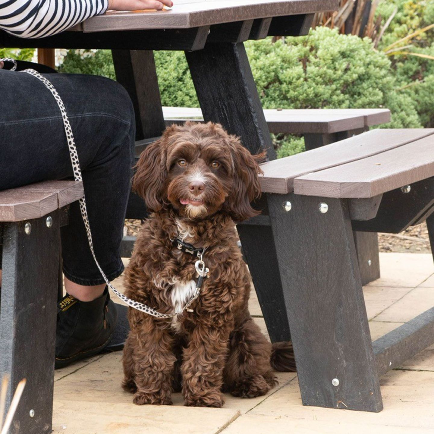 Your local dog friendly pub in Wath upon Dearne